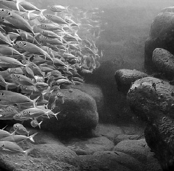 Yellowtail,  South Maroubra by Doug Anderson 